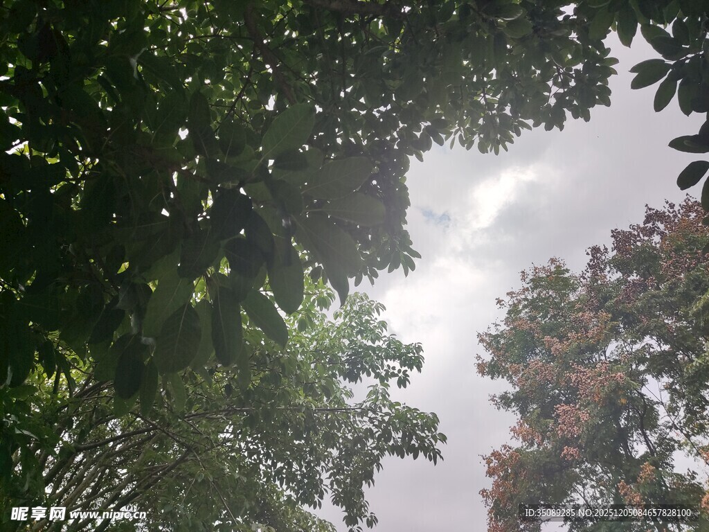 透过枝叶望天空