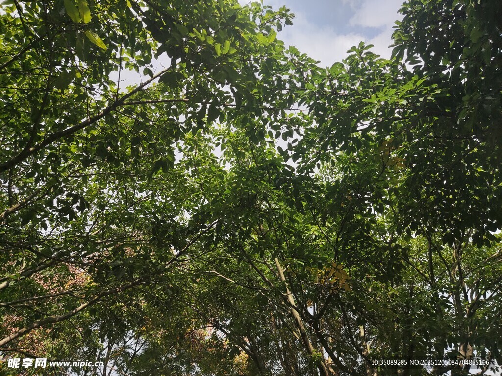 茂密丛林绿意盎然