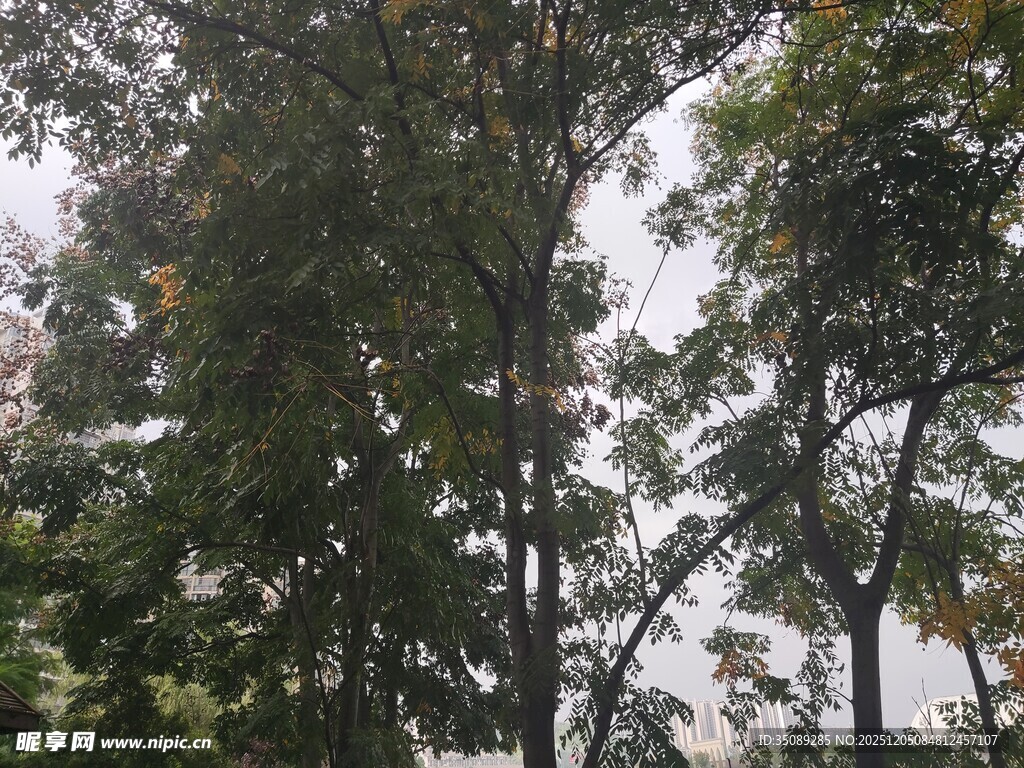 茂密树林中的高大树木