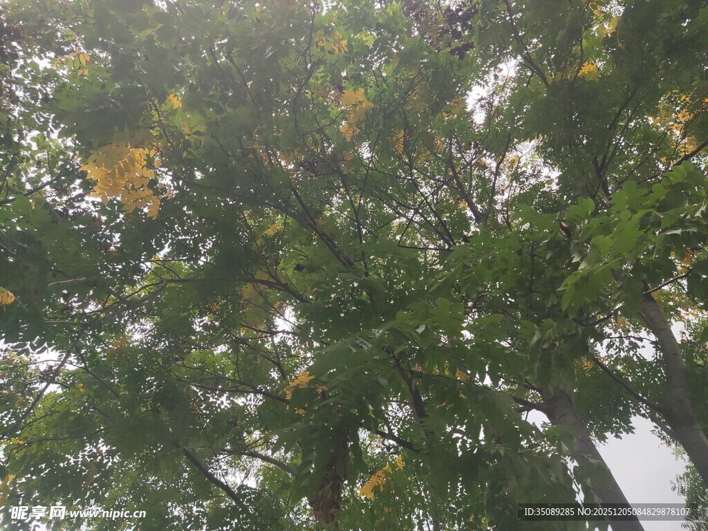 阳光洒落茂密绿树