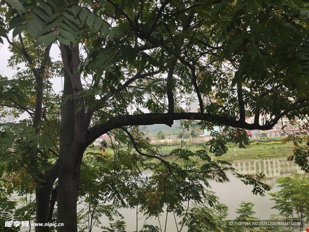 绿树成荫下的户外景致