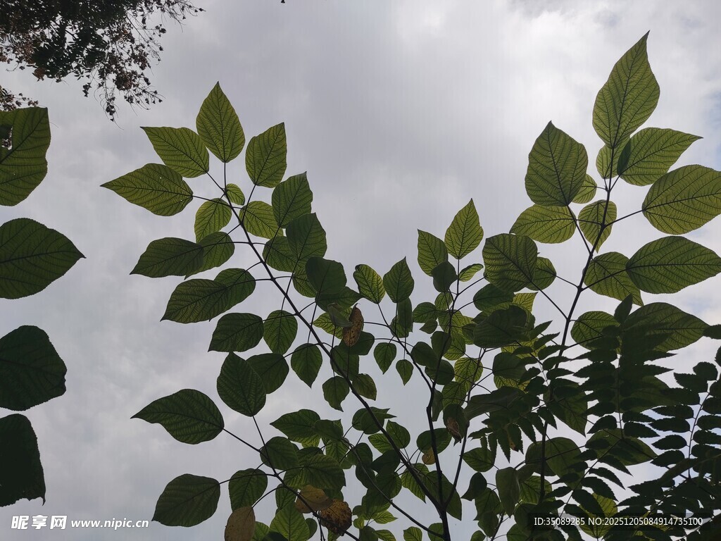 绿叶繁茂于阴天之下