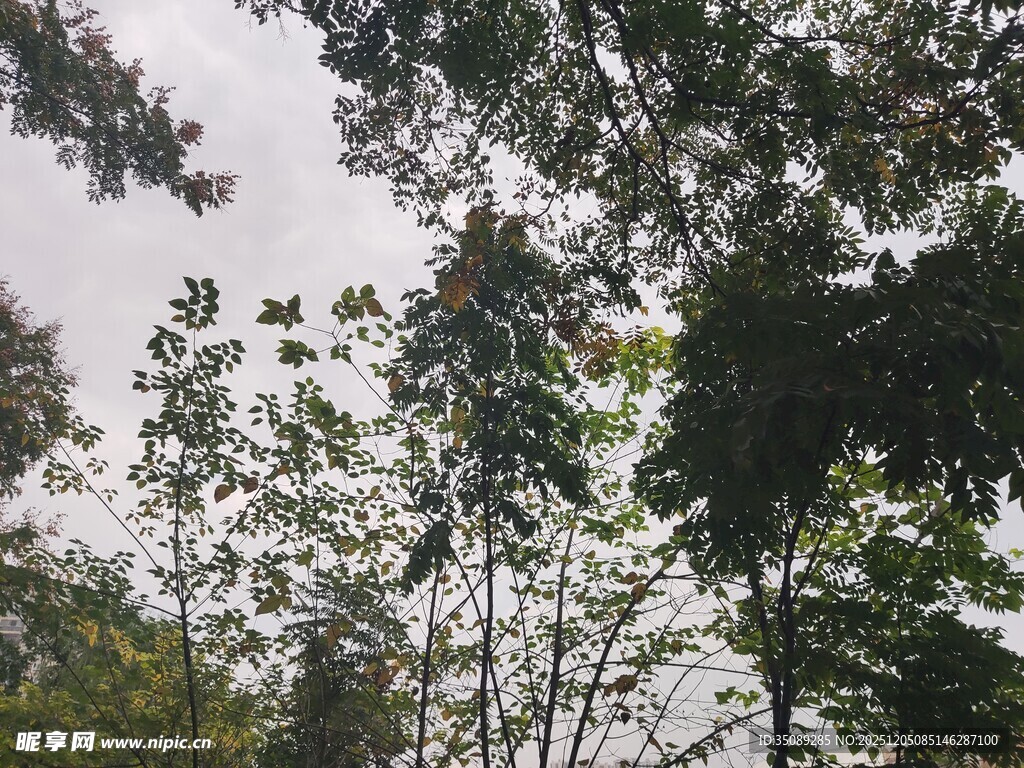 茂密树林中的高大树木