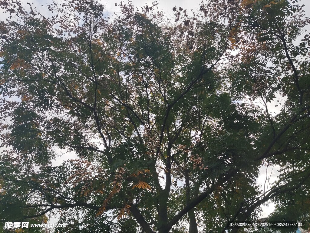 茂密树冠下的自然景致