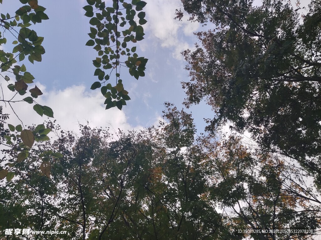 仰视繁茂树林与天空