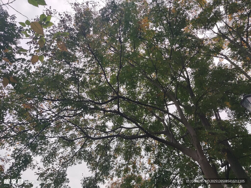 繁茂大树的枝叶景观