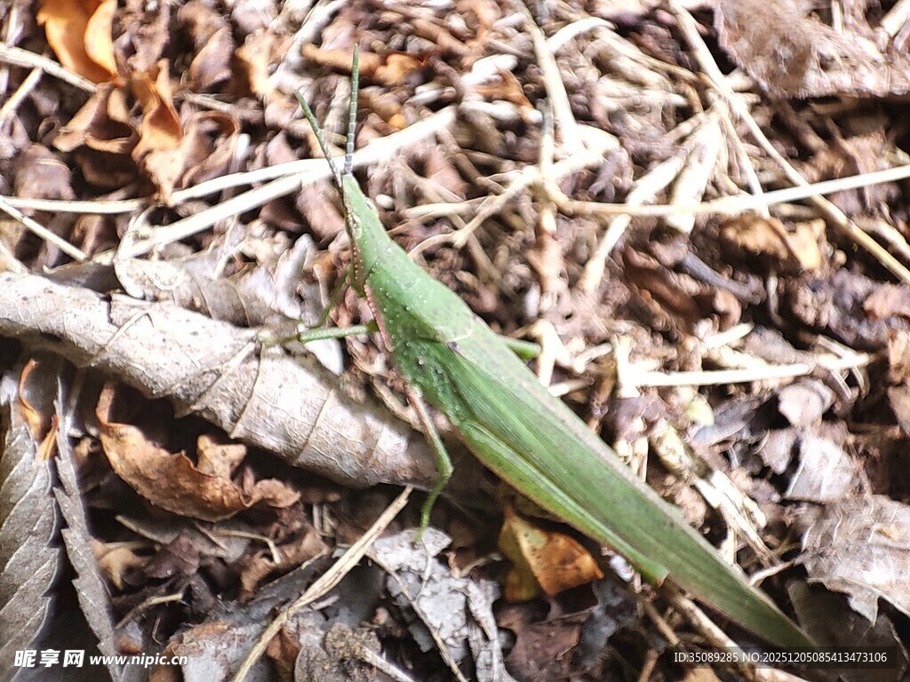草丛中的绿色螳螂