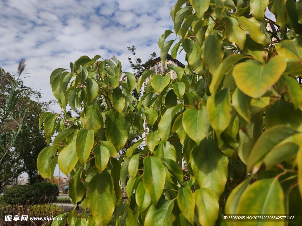 翠绿叶片在蓝天映衬下
