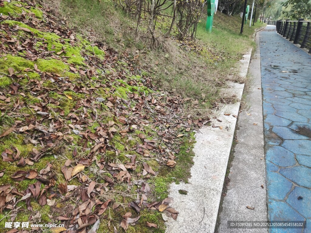 路边湿润草地与落叶景象
