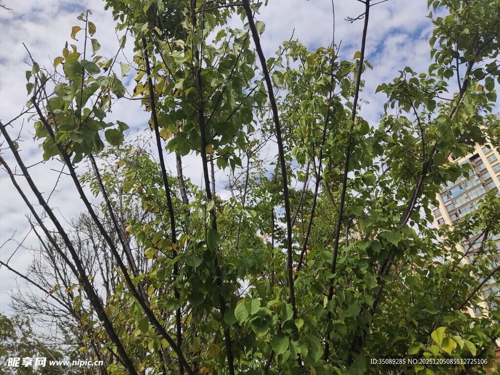 繁茂绿树枝叶舒展