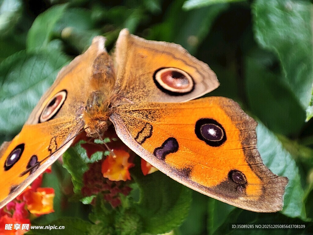 橙黑相间蝴蝶停驻花朵