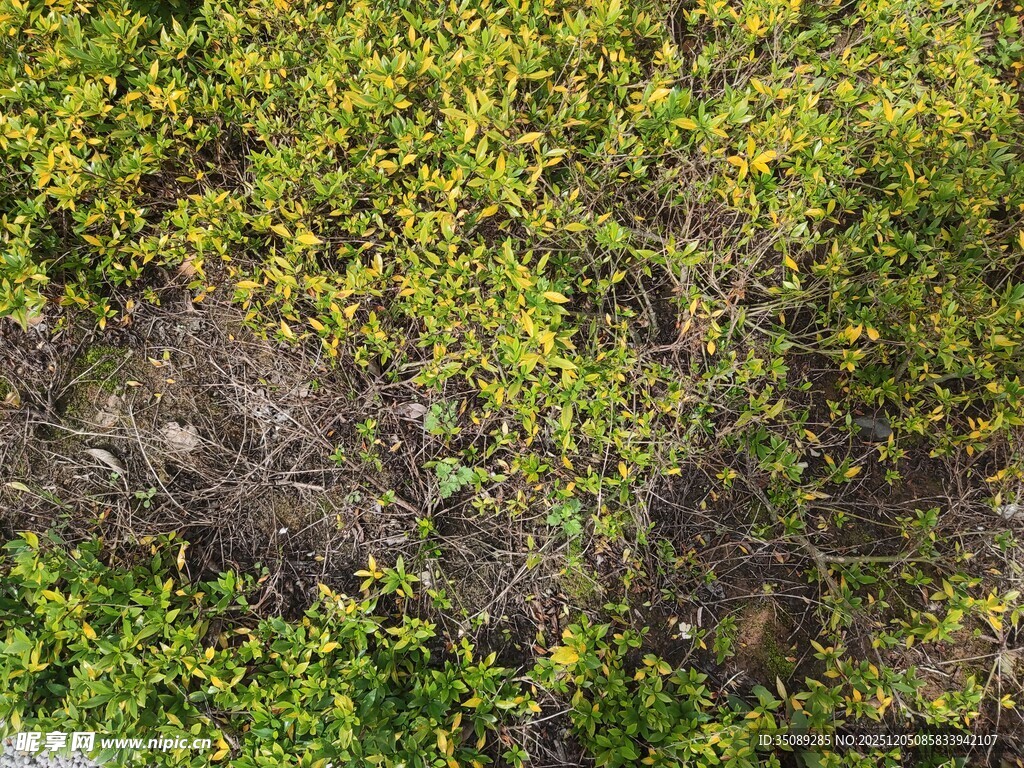 地面绿植与碎石景观