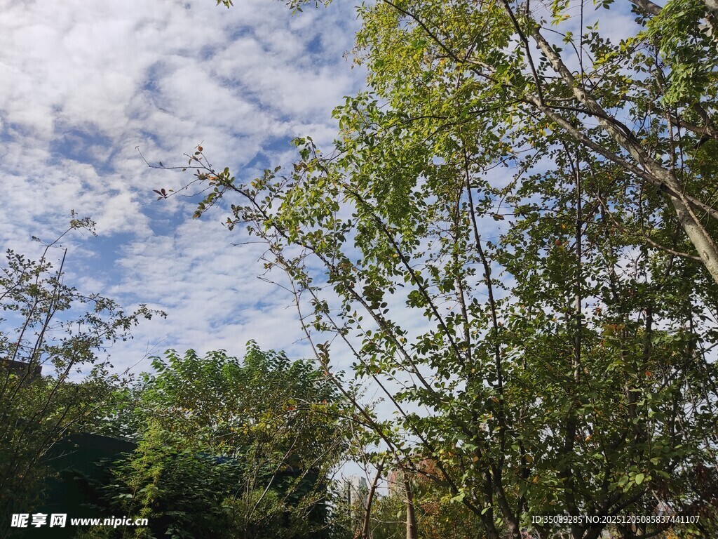 蓝天白云下的繁茂绿树