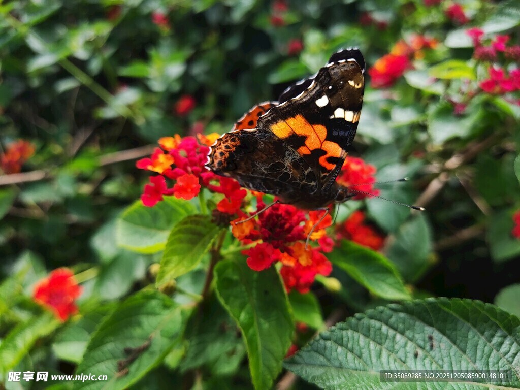 蝴蝶停驻鲜艳花丛中