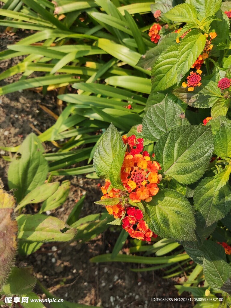 鲜艳多彩的庭院花卉绽放