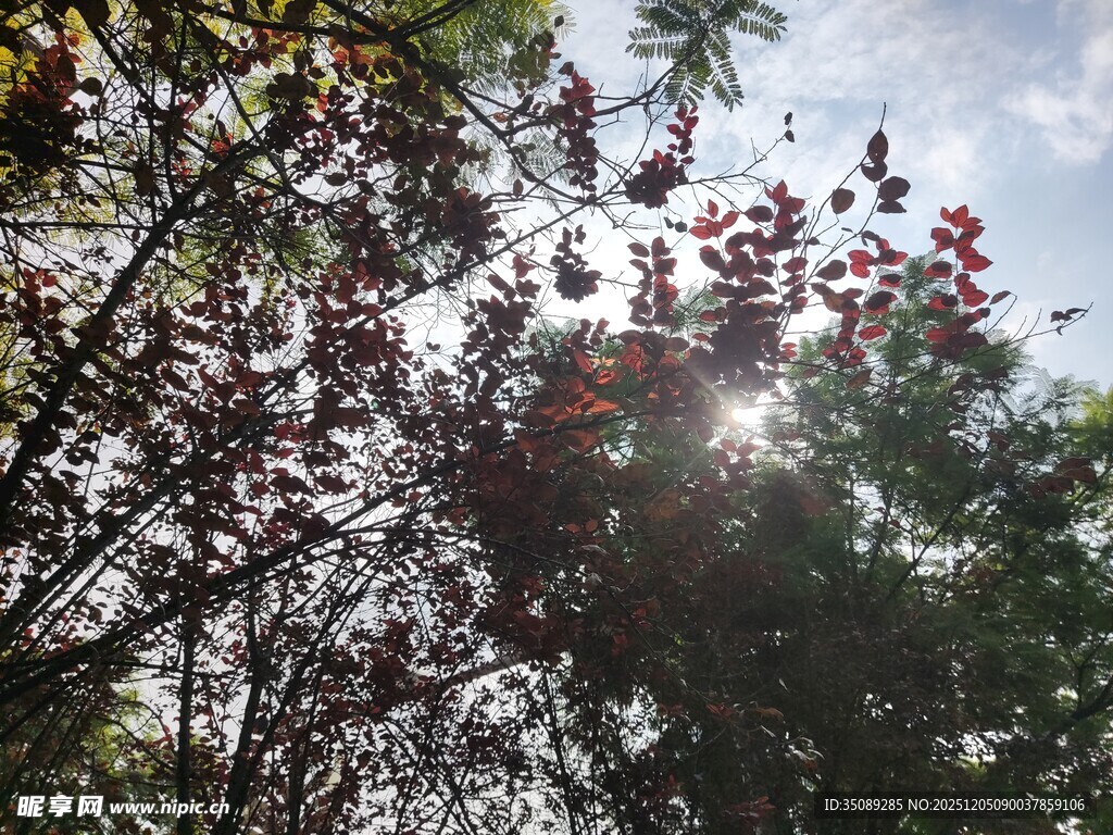 阳光透过枝叶的自然景致