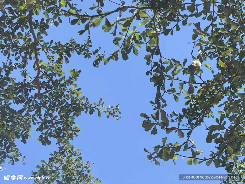 仰视蓝天绿叶美景