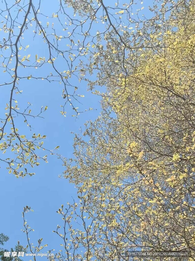 蓝天映衬下的繁茂树枝