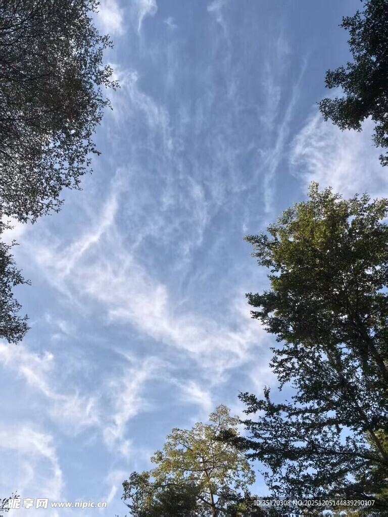 仰望蓝天绿树间的美景