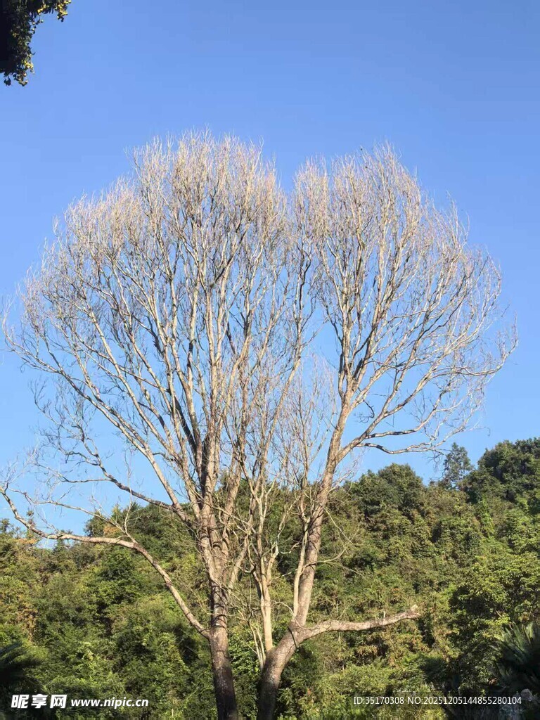 孤树傲立蓝天绿野间