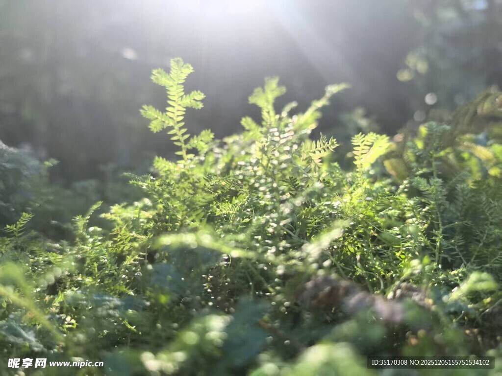 阳光下的翠绿植物