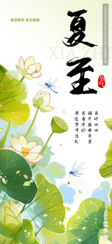 夏至时节荷花绽放图景