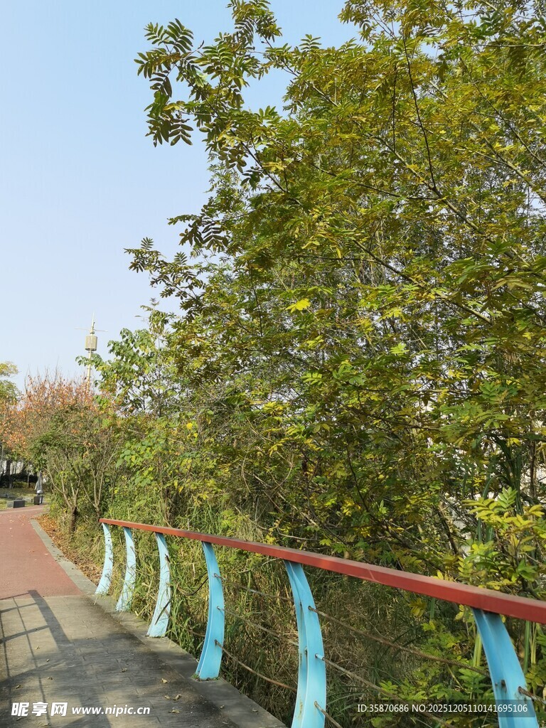 林间彩栏步道风景