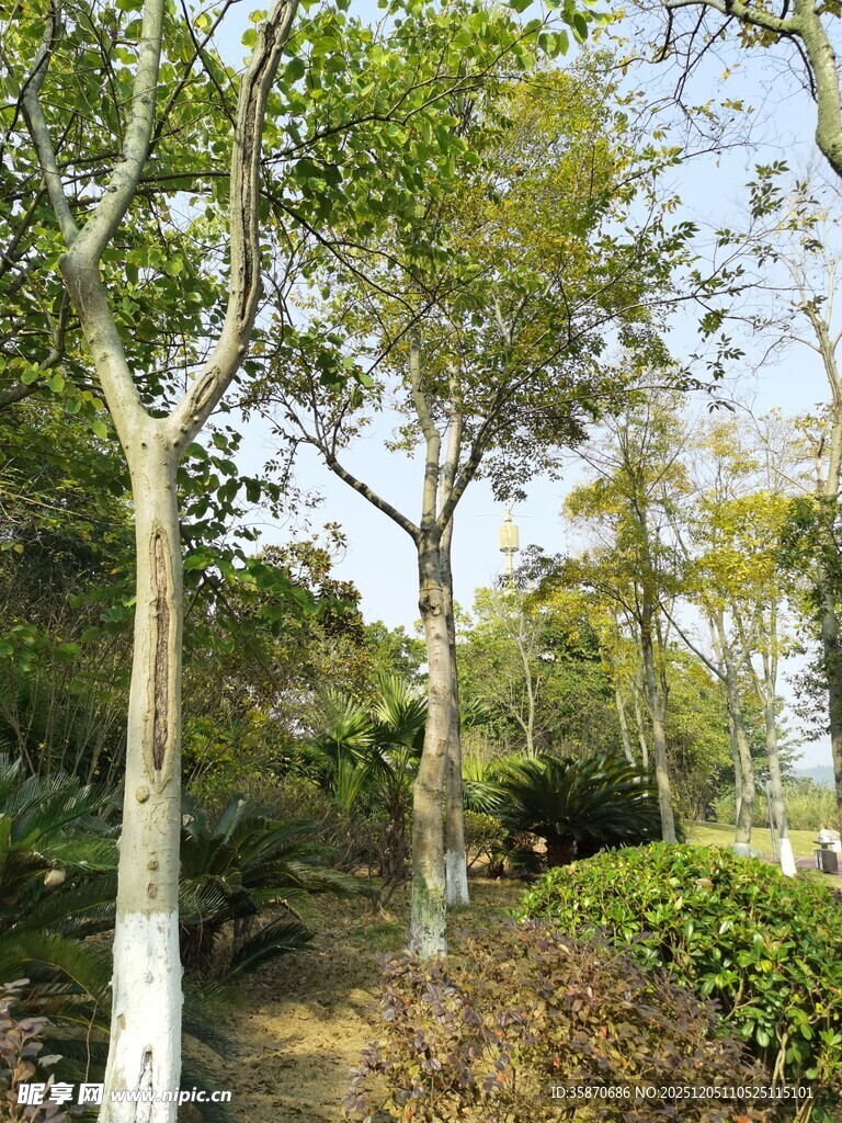 林间绿意盎然的自然景致