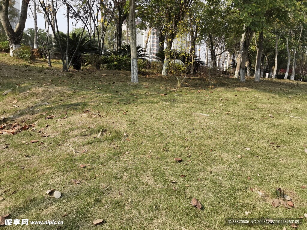 户外草地与树木景观