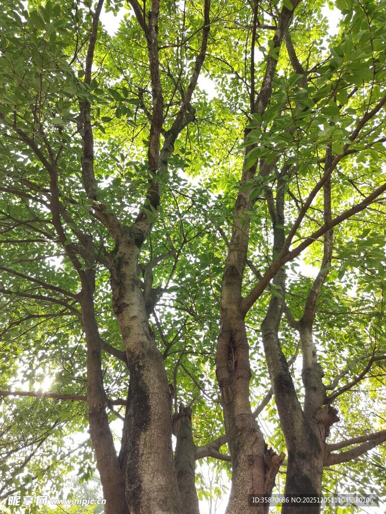 茂密树林中的高大树木