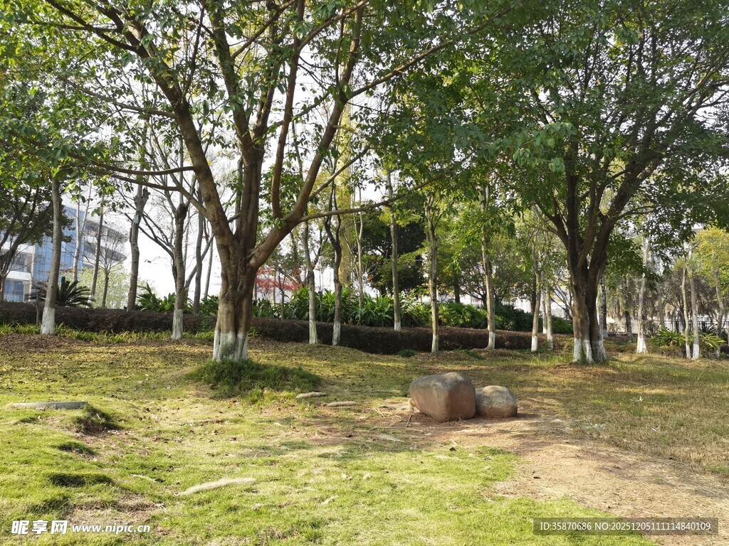 林间草地的静谧自然景致