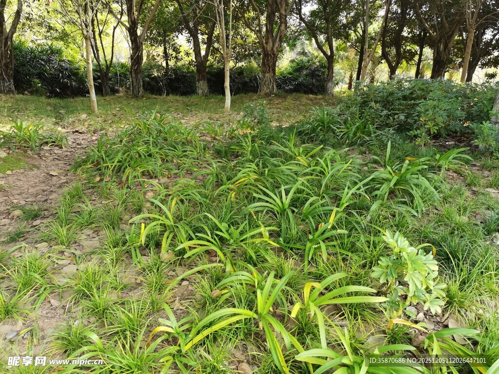林间繁茂绿植景观