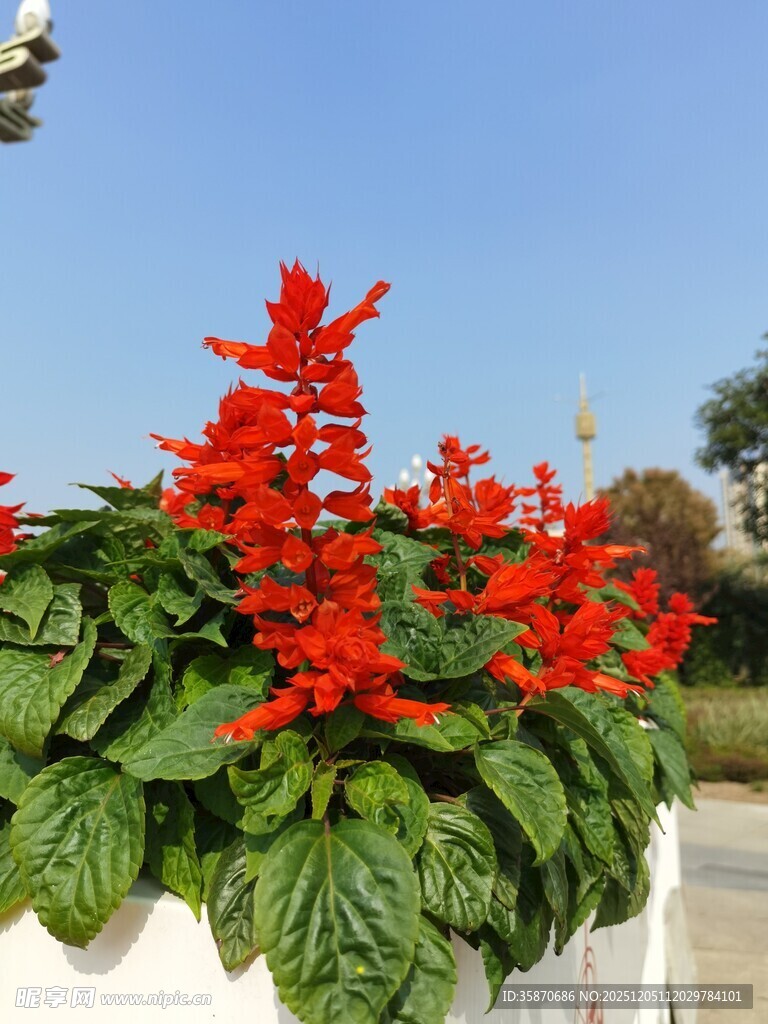 鲜艳串串红绽放绿叶间