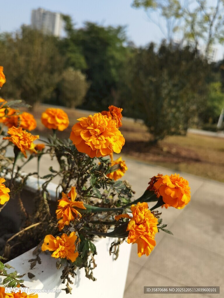 户外盛放的橙色美丽花卉