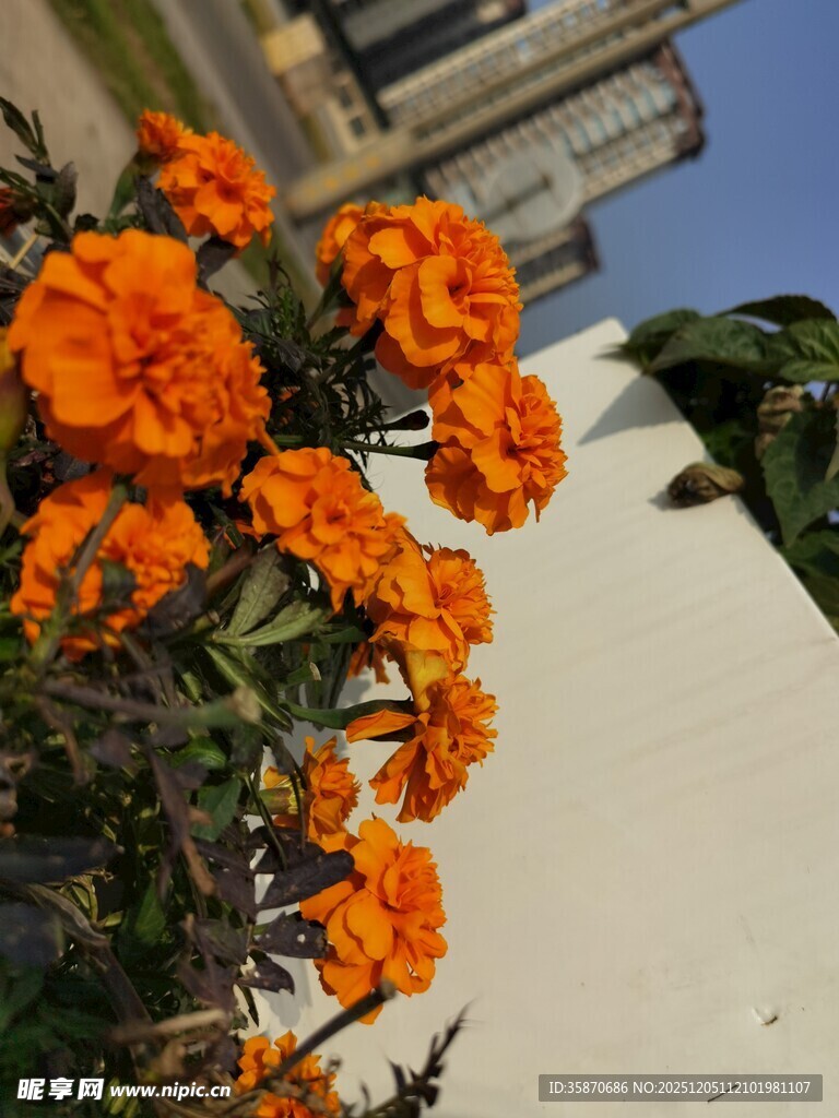 鲜艳万寿菊绽放于城市边