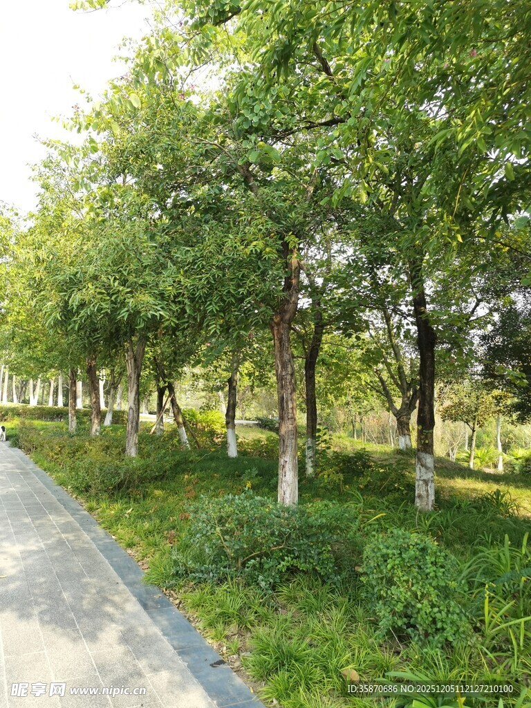 林荫小道绿意盎然的景致