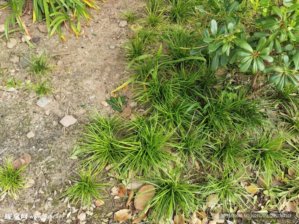 地面上的绿色植物景观