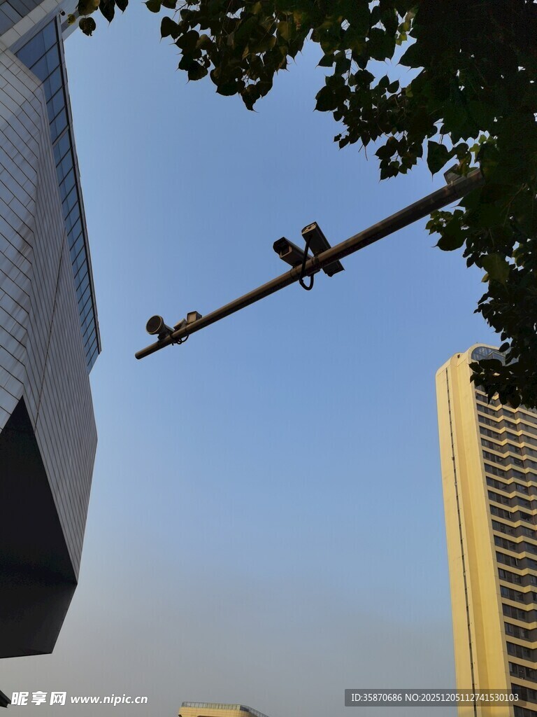 城市中电线上的鸟儿