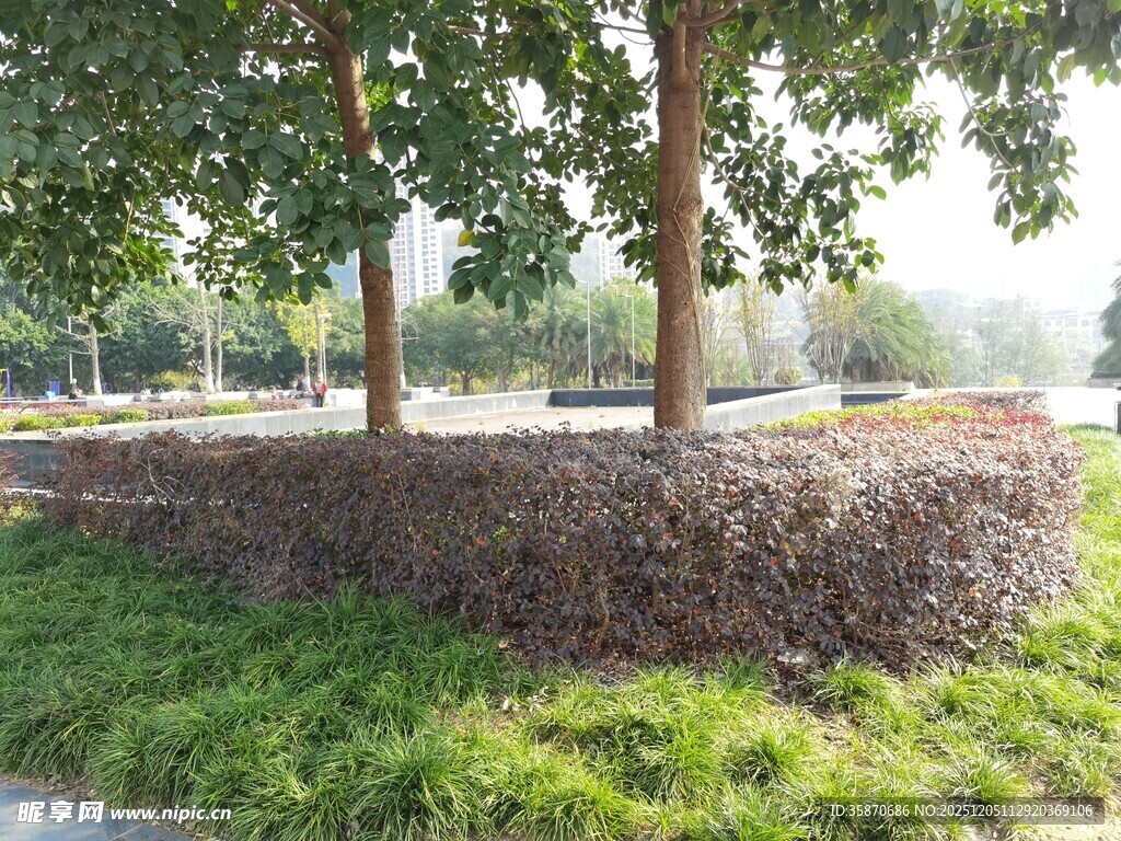 户外树木旁的草垛景观