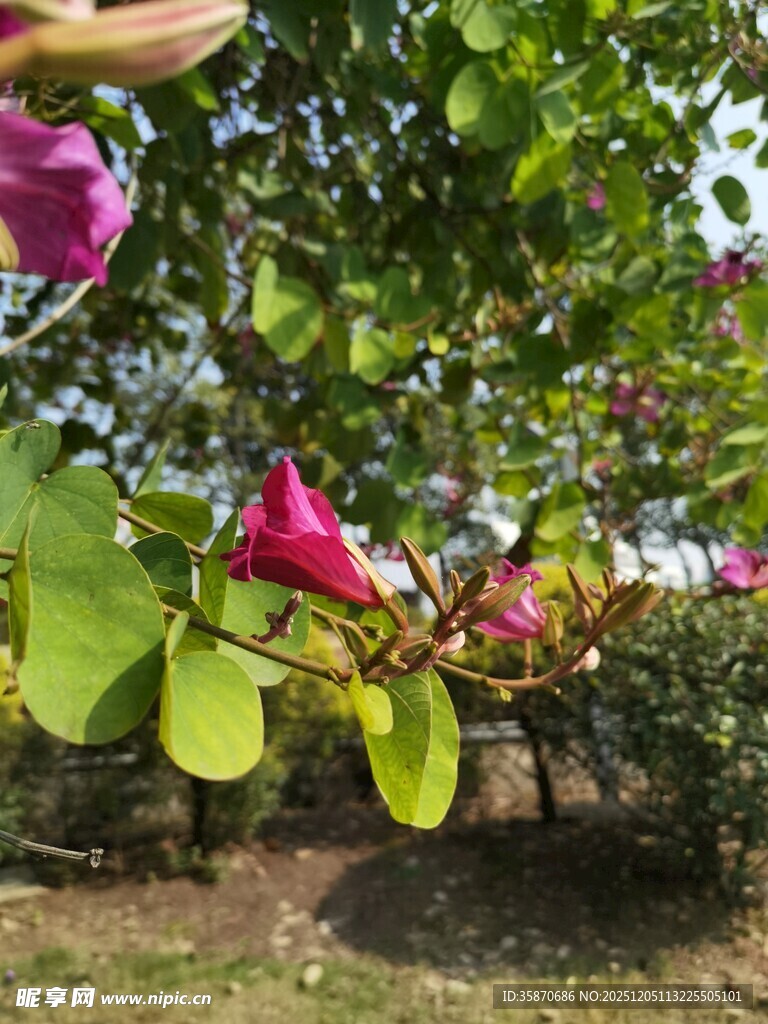 绽放的艳丽花木