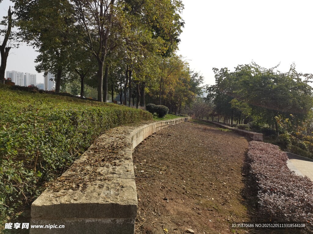 公园小径旁的绿植景观