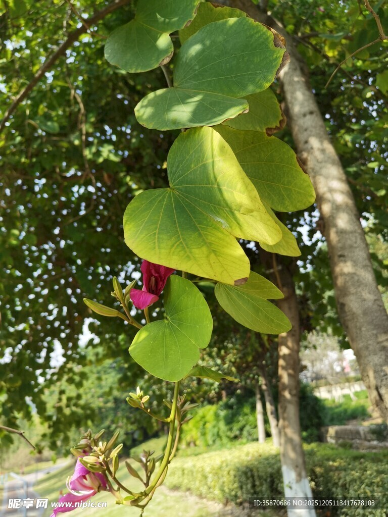 绿叶间的娇艳红花