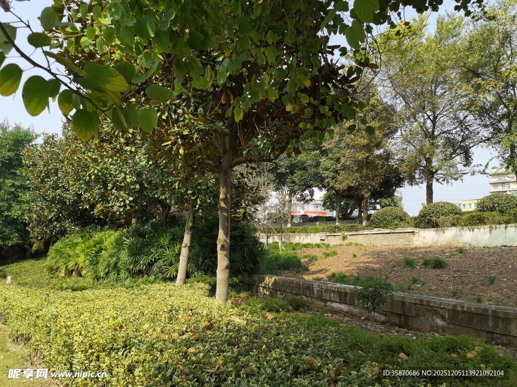 户外绿意盎然的树木景观