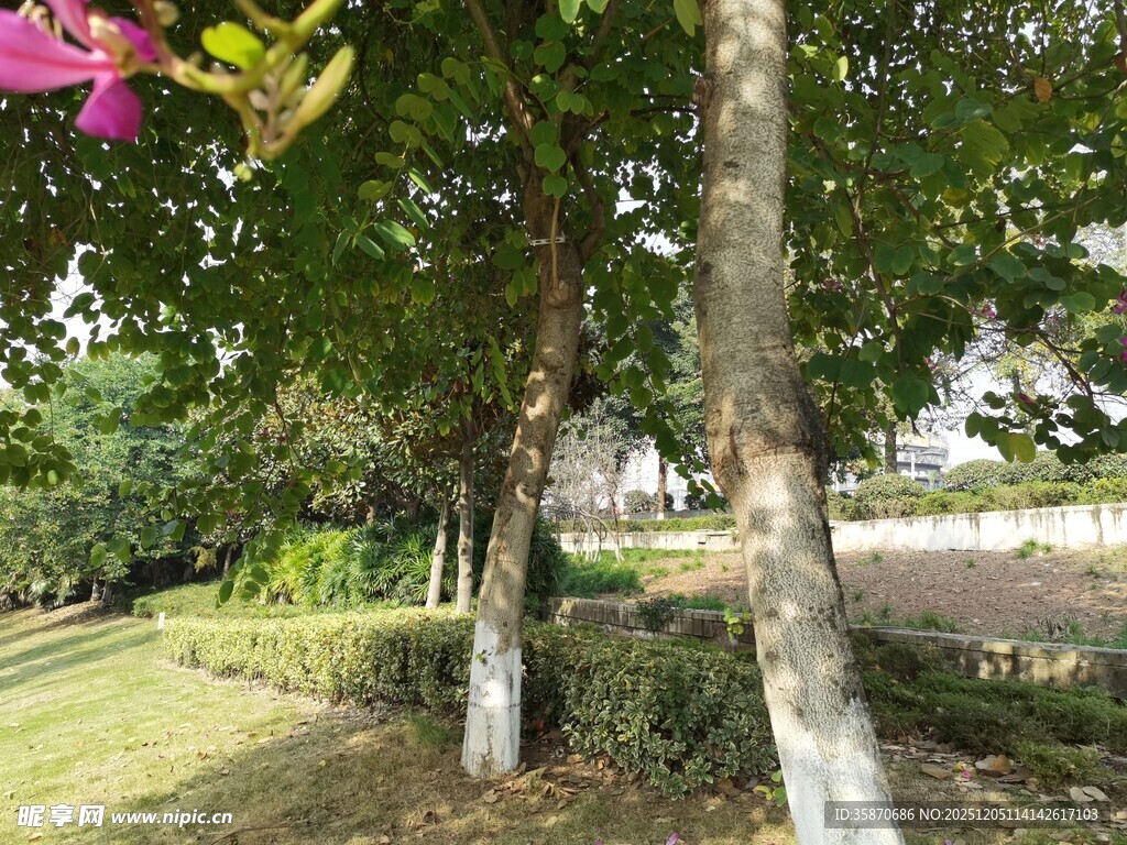 绿树成荫的静谧园林角落