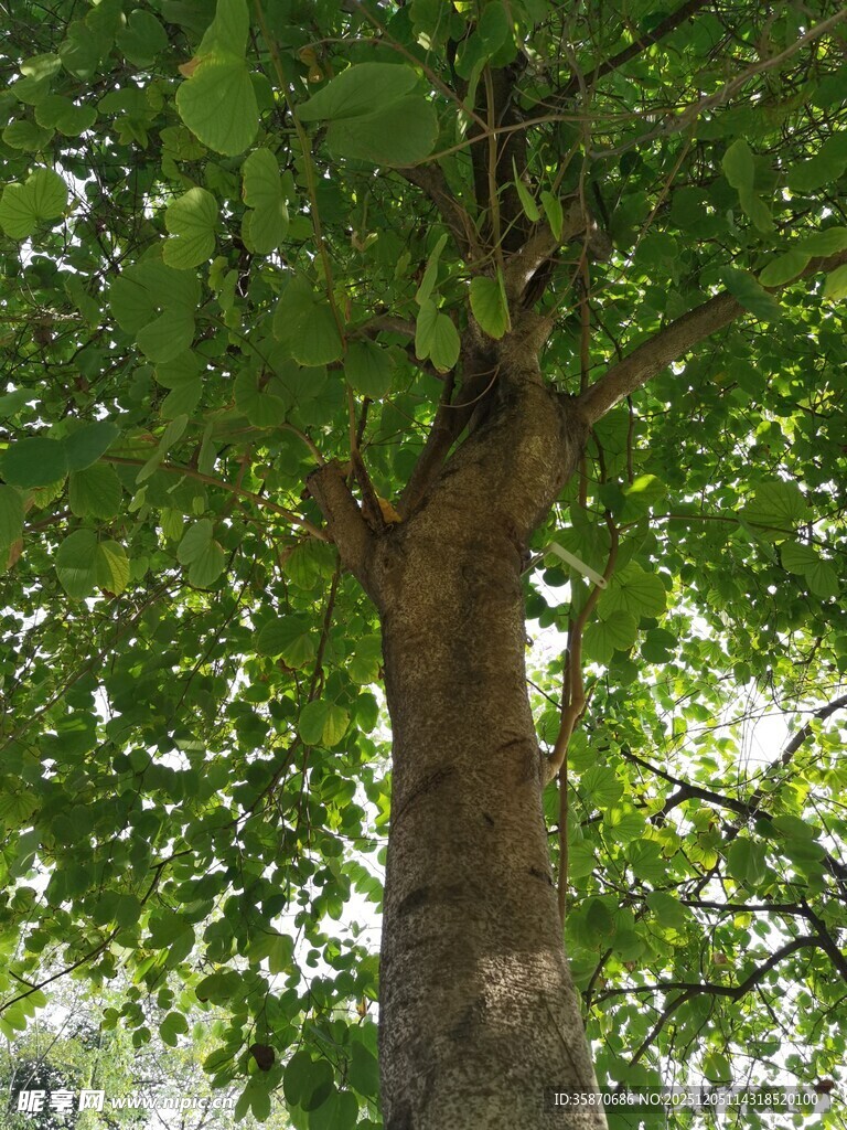 粗壮树干撑起浓荫绿叶