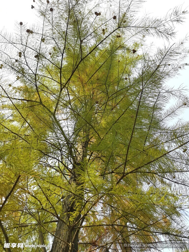 金黄枝叶的高大树木