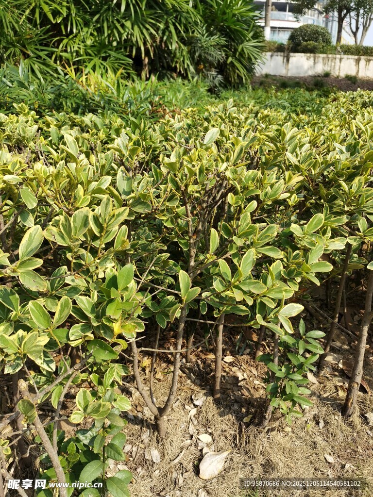 绿叶繁茂的低矮灌木丛