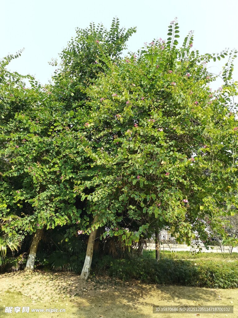 绿树成荫的户外景致