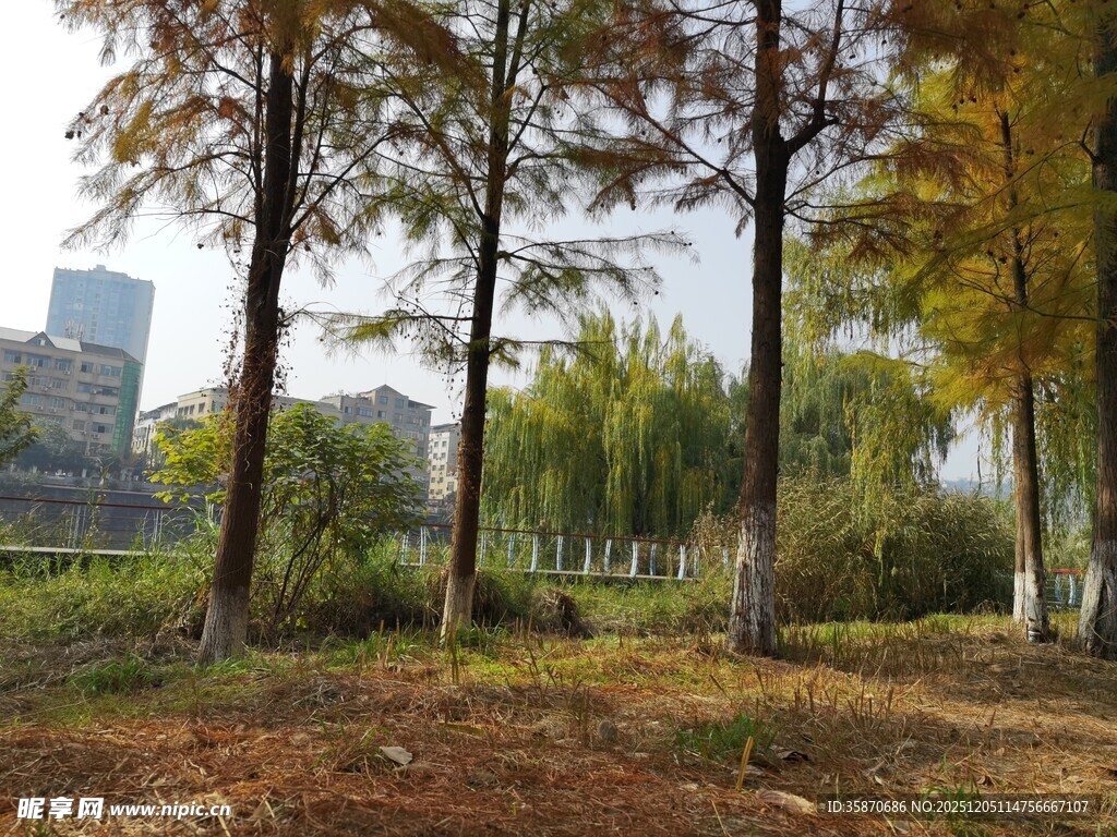 秋日树林中的城市远景