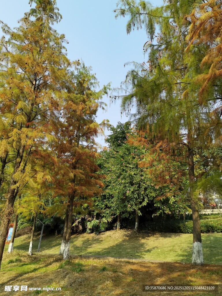 秋日林间墓地景色